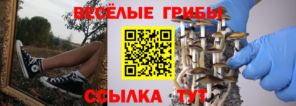 закладка  Вход с VPN  Шадринск  Галлюциногенные грибы GOLDEN TEACHER 
